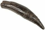 Fossil Pygmy Sperm Whale (Kogiopsis) Tooth - South Carolina #208515-1